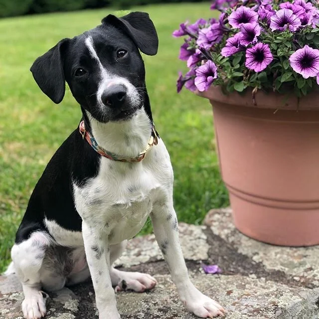 Lola1