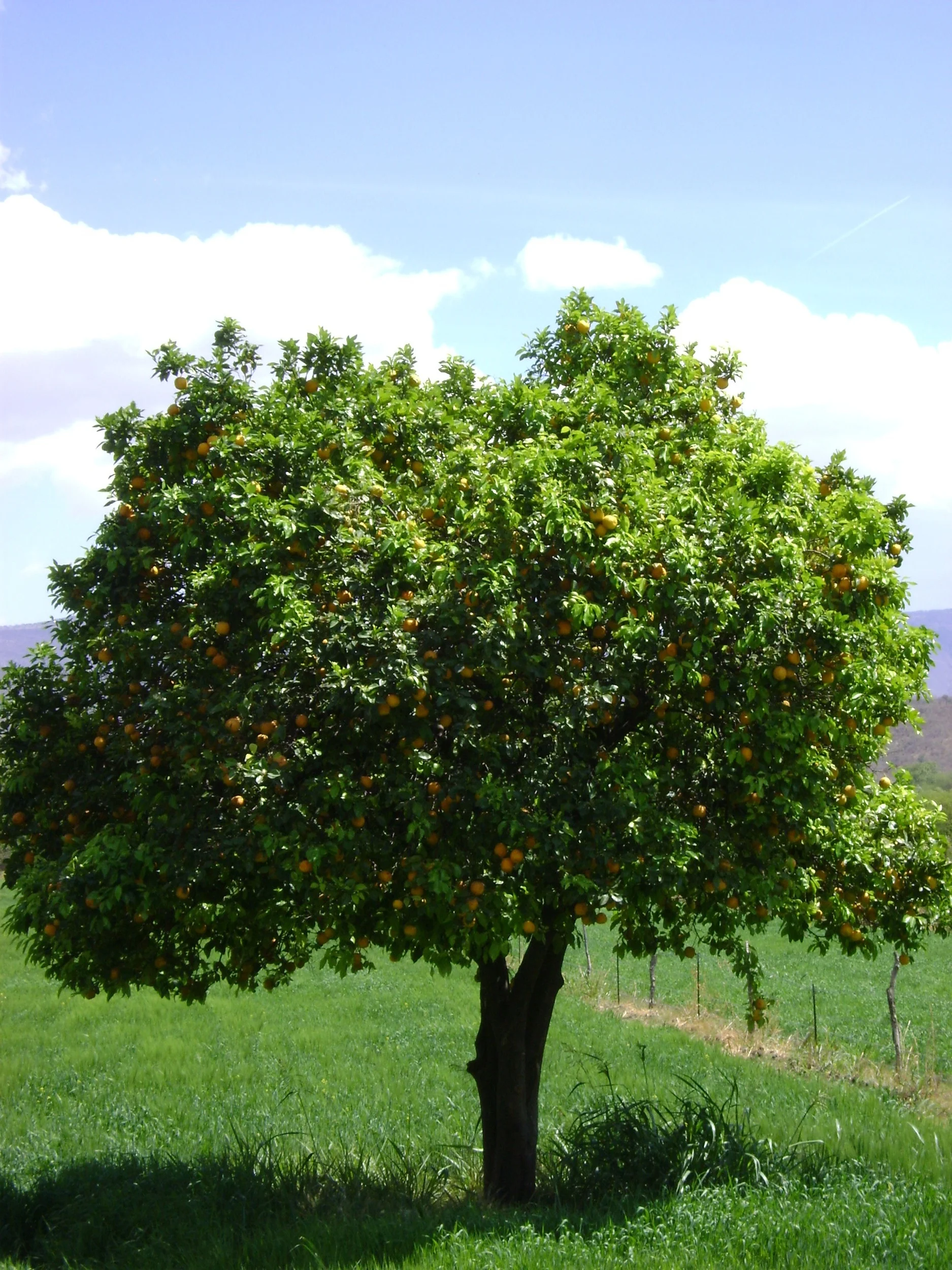 Orange Tree, Zacatecas