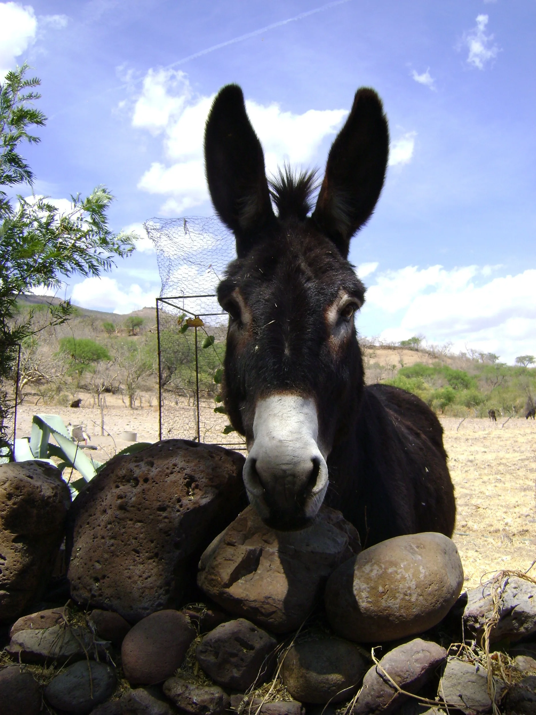 My donkey friend in Jalisco