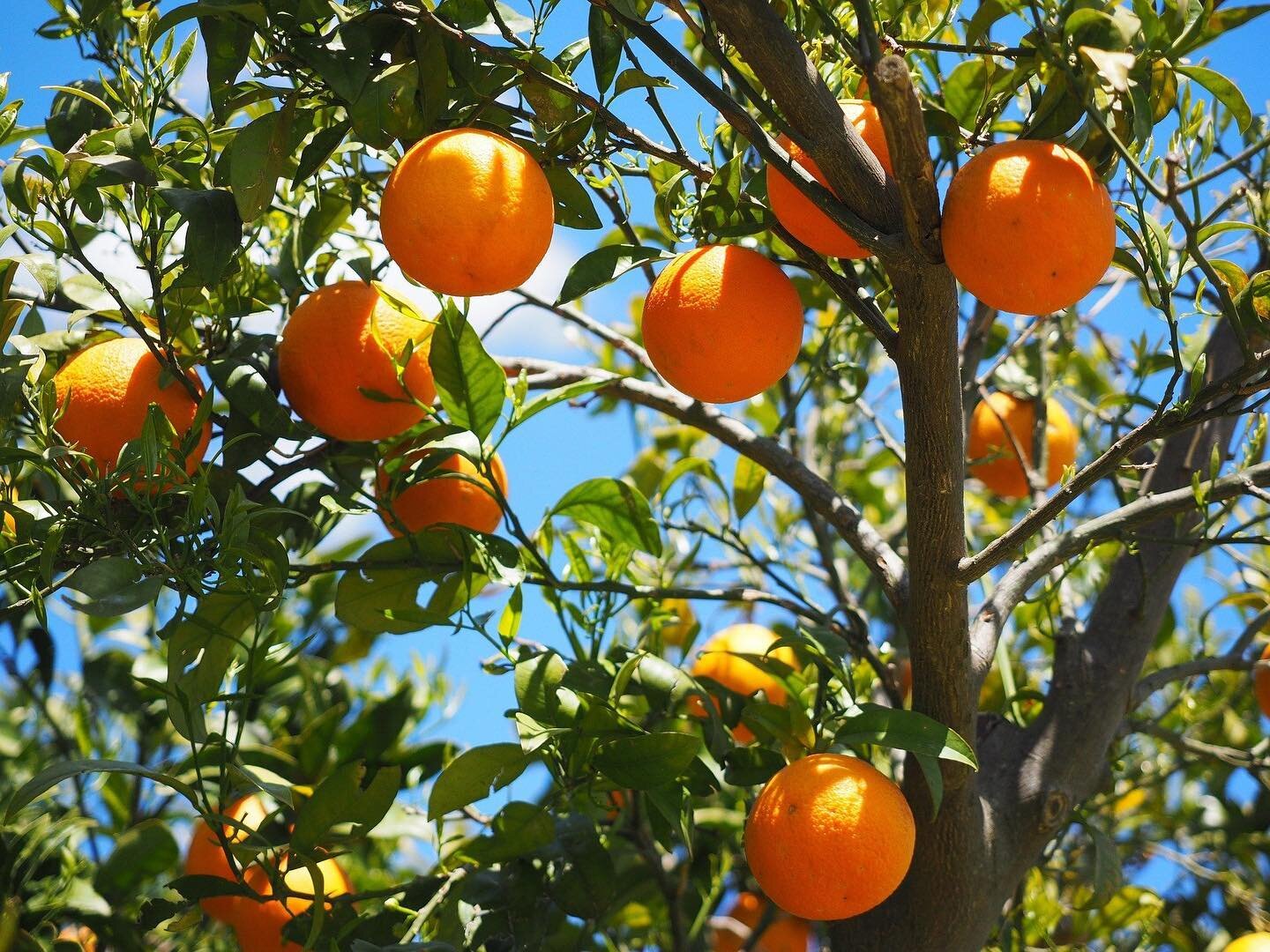 So what’s the deal with 🍊? Well, they’ve got so many nutritional benefits such as helping prevent kidney stones and decreasing inflammation!
—————————————-
#f