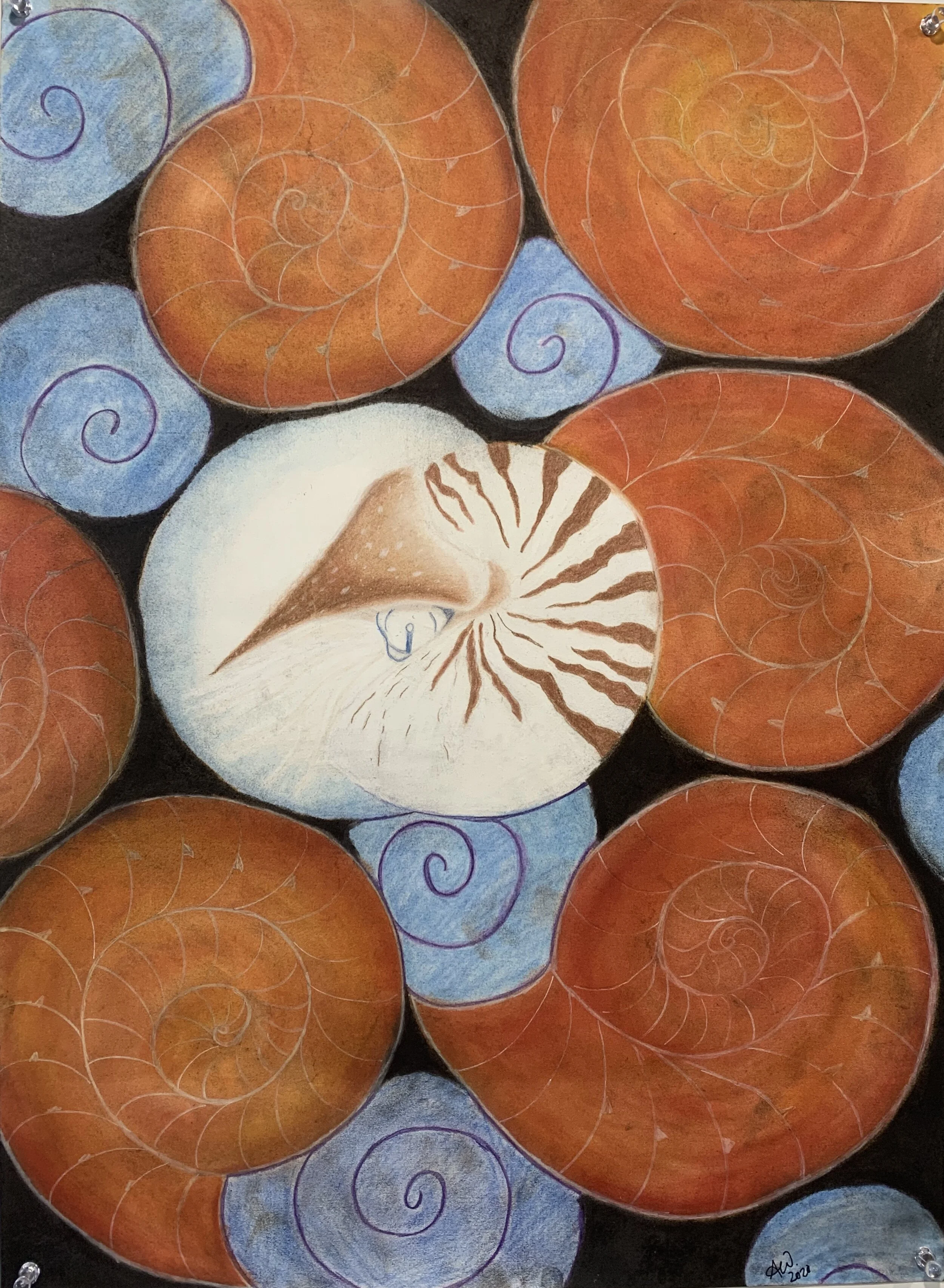 Nautilus, 22" x 30", Charcoal & Pastel, 2020