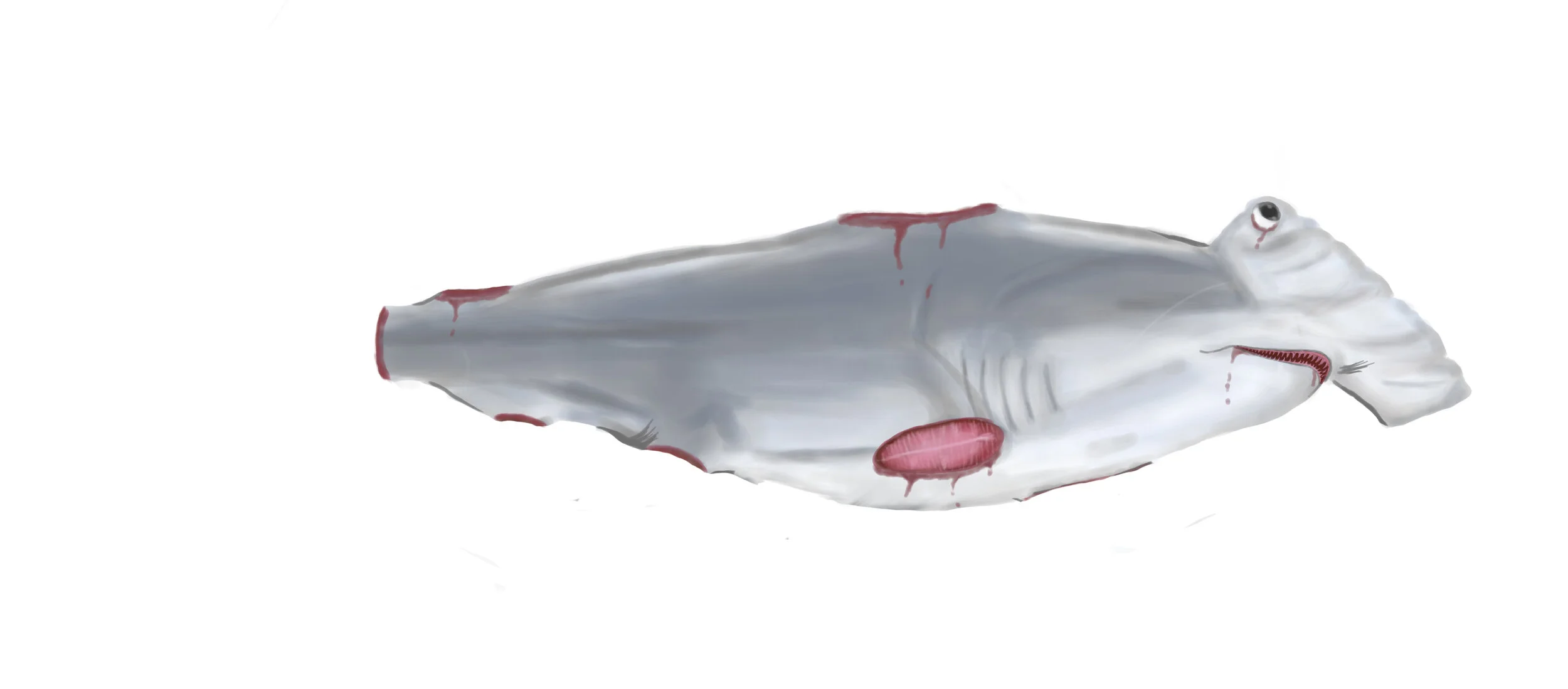 Shark Finned, 54.61" x 24", Digital, 2020