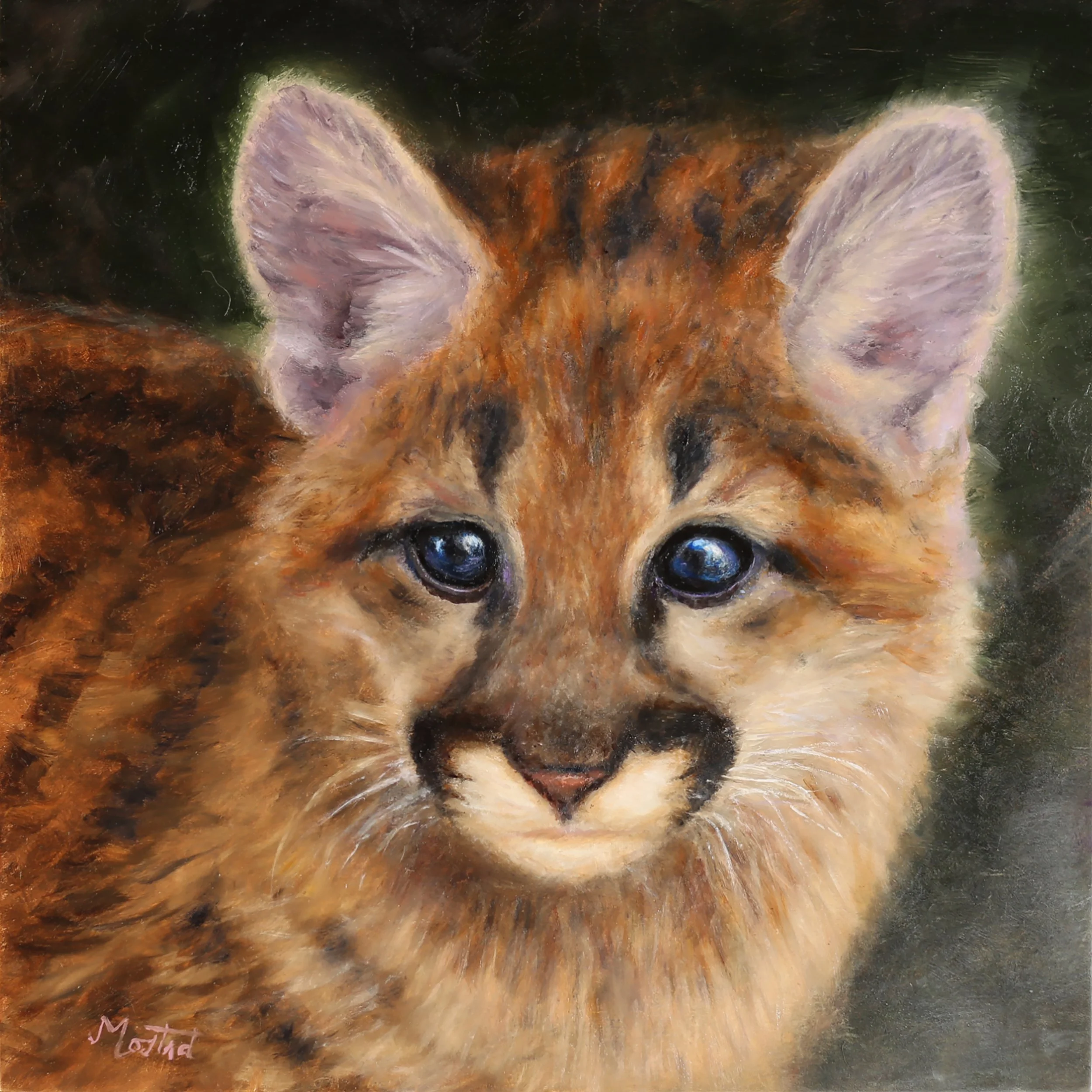 Cougar Cub 12x12 Oil