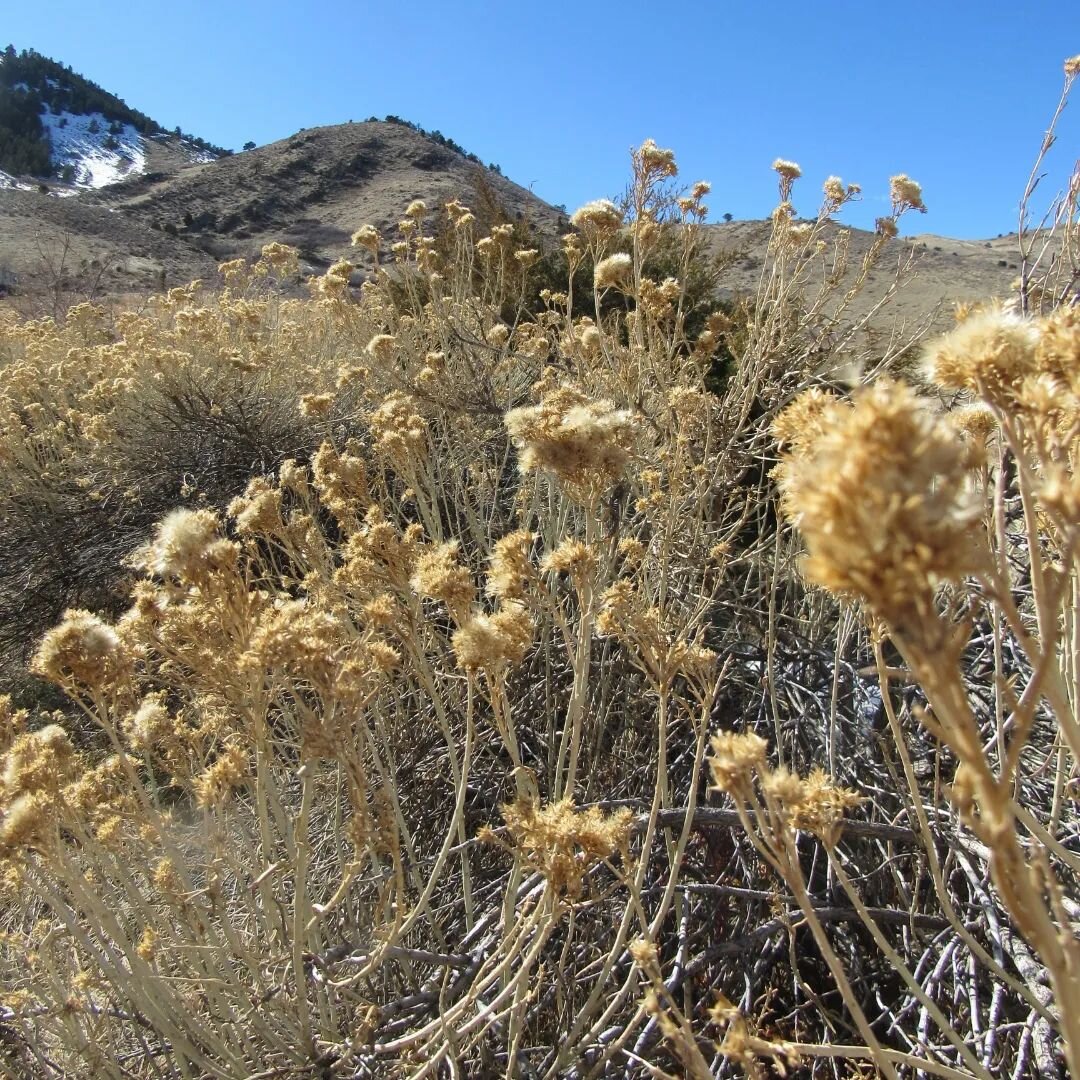 🌾 Hills and rabbitbrush 🌾 Can you find Coors between the mesas? 🌾🍺🌾 Sadie stops to roll in almost every patch of snow 🐾 She loves it, and lucky for her, we got over two feet right after this, and a few more inches last night 🌾❄️🌾 Springtime ?