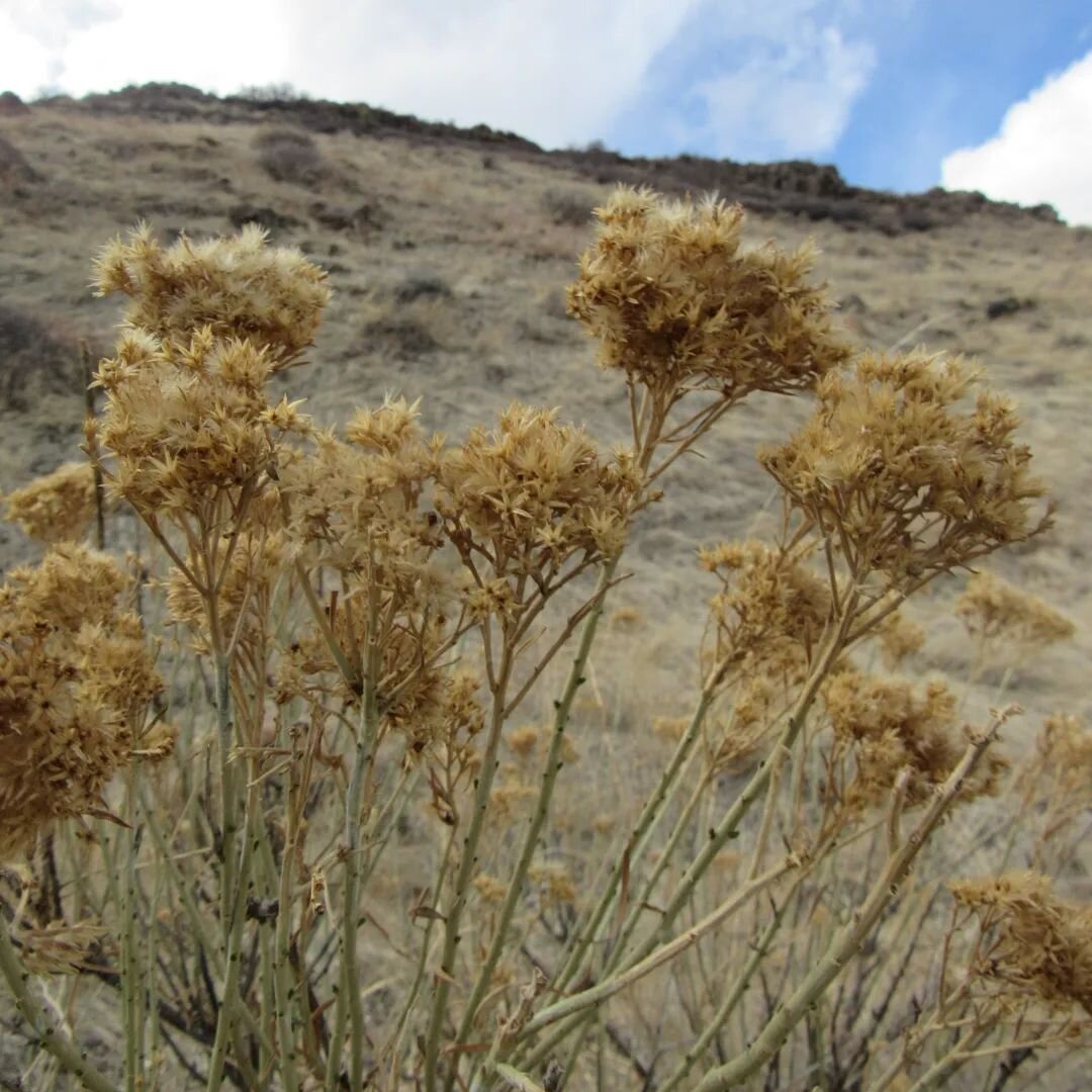 🌾 More rabbitbrush on the mesa 🌾 Her dried blooms hold me over through the winter until the new season of wildflowers 🌾🌼🌸🌻🌾