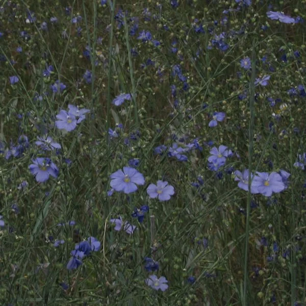 flax1600.jpg