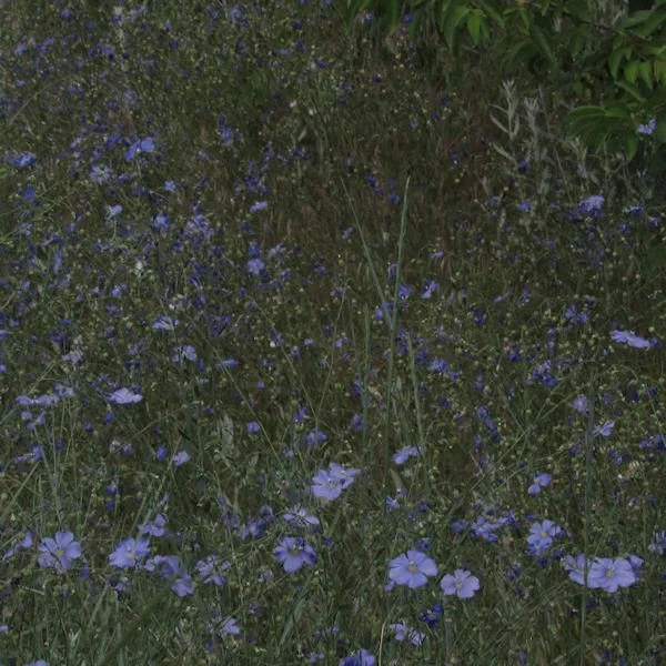 flax2600.jpg