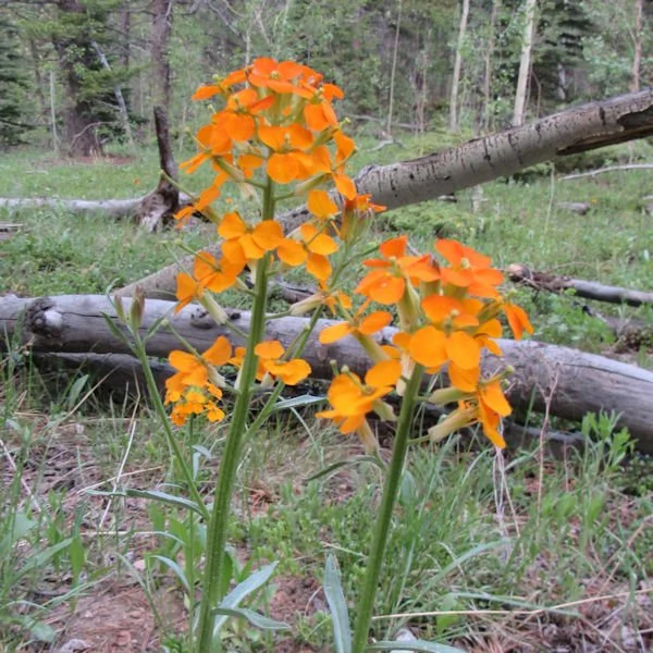 wallflower2600.jpg