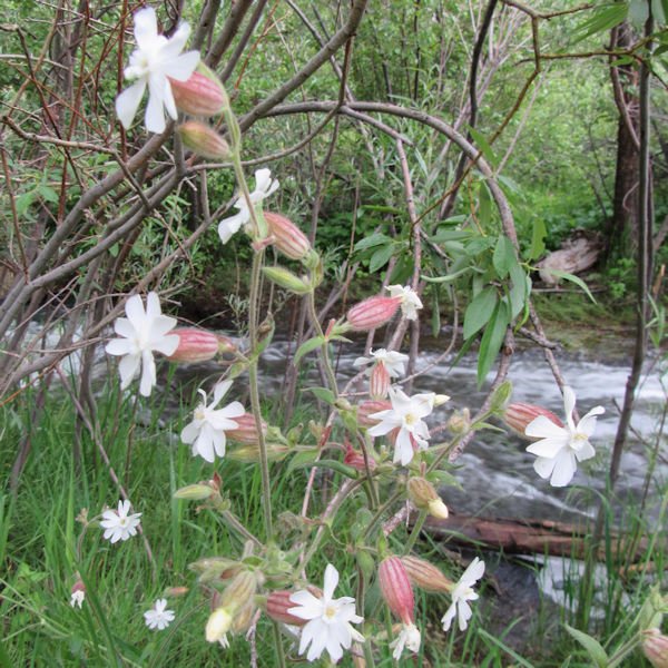 whitecampion2600.jpg