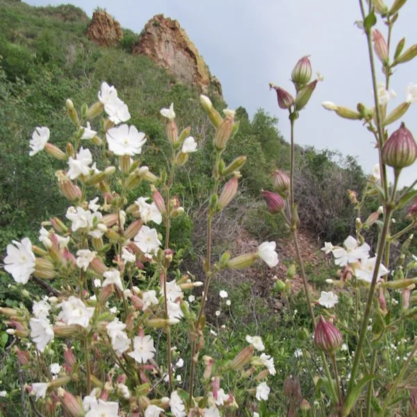 whitecampion3600.jpg