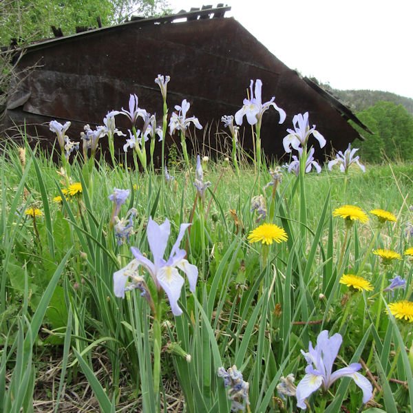 iris1600.jpg