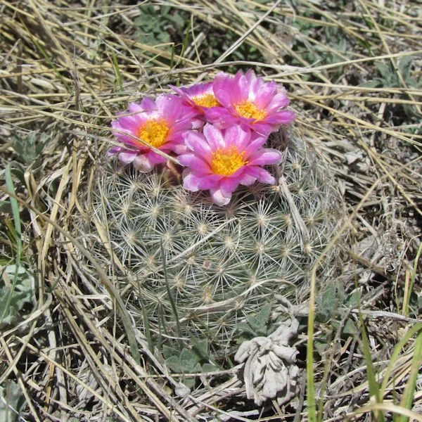ballcactus2600.jpg