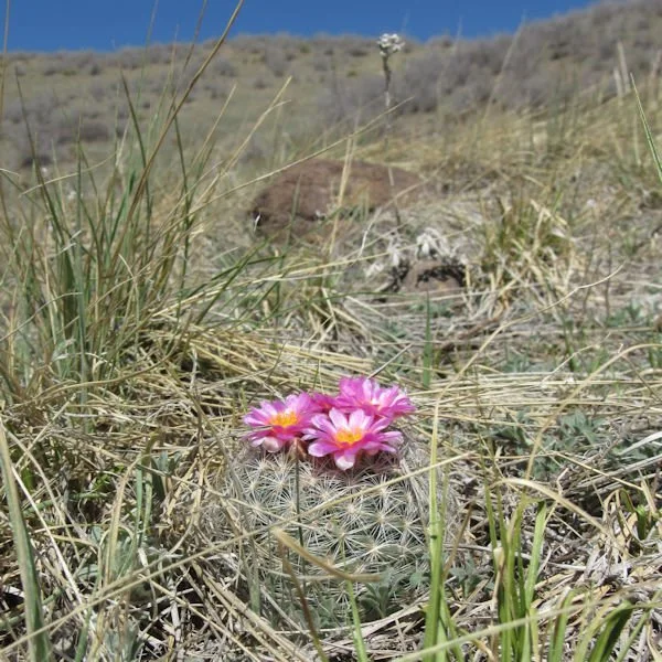 ballcactus3600.jpg