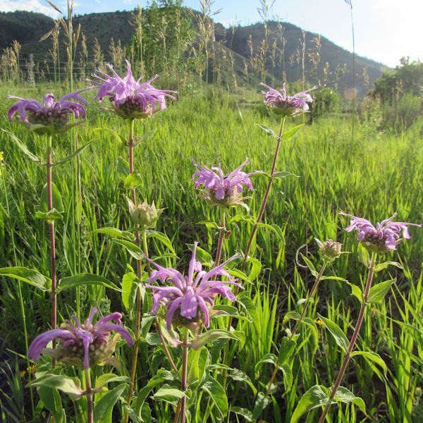 beebalm2600.jpg