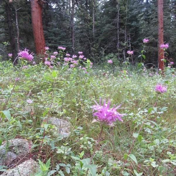 beebalm4600.jpg