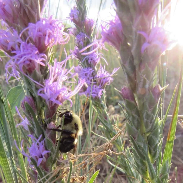 liatris1600.jpg