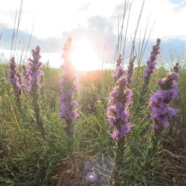 liatris3600.jpg