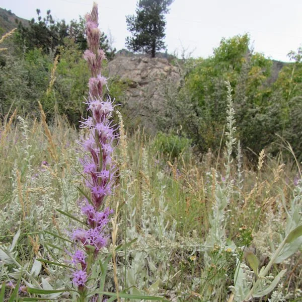 liatris4600.jpg