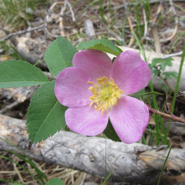 wildrose600.jpg