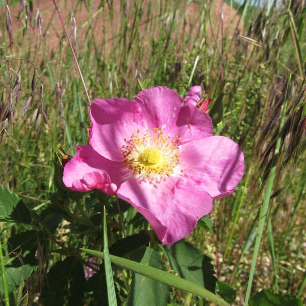 wildrose2600.jpg