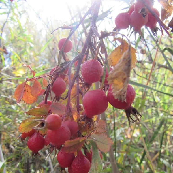 wildrose6600.jpg