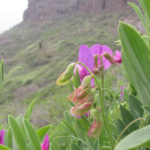 sweetpea1600.jpg