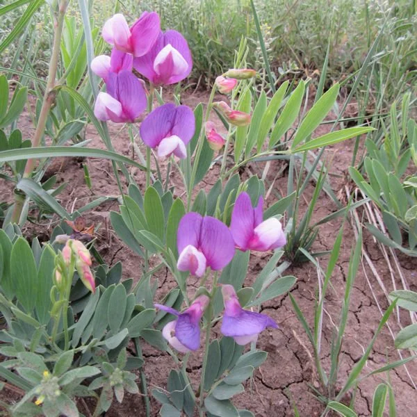 sweetpea2600.jpg