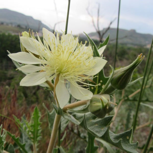 starflower3600.jpg