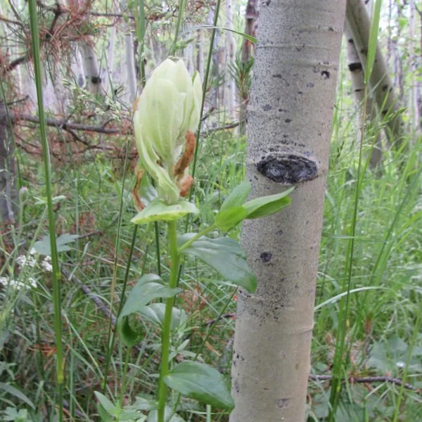 sulphurpaintbrush1600.jpg