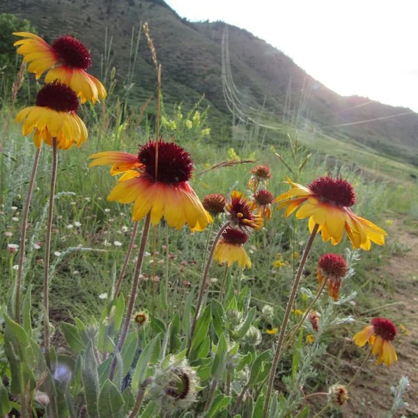 blanketflower2600.jpg