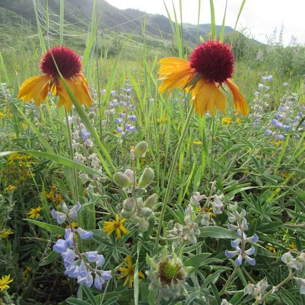 blanketflower1600.jpg