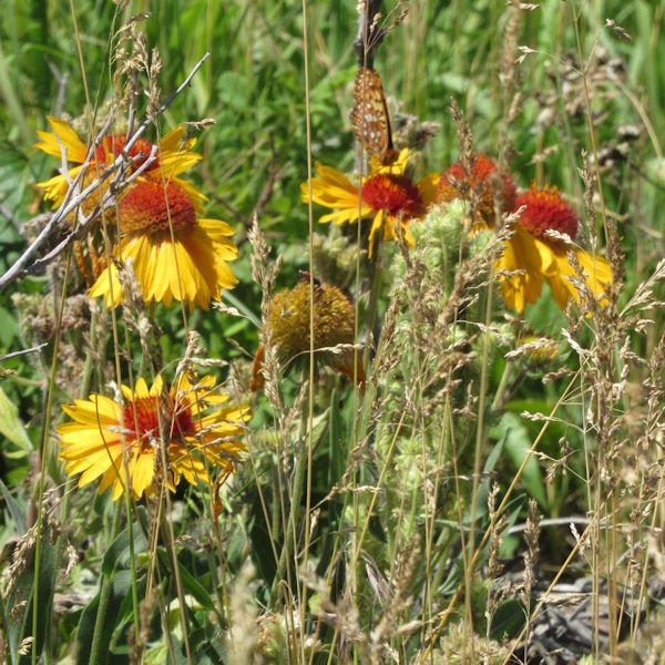 blanketflower3600.jpg