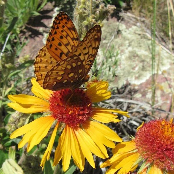 blanketflower4600.jpg