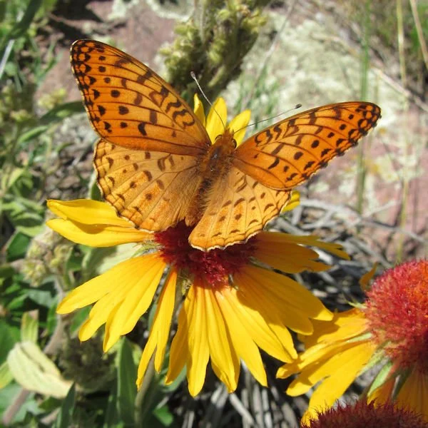 blanketflower5600.jpg