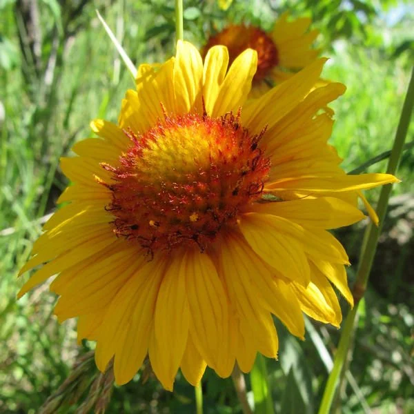 blanketflower9600.jpg