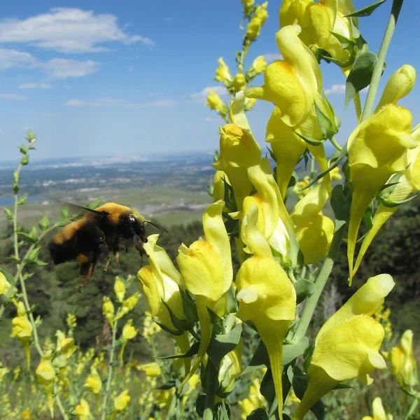 toadflax1600.jpg
