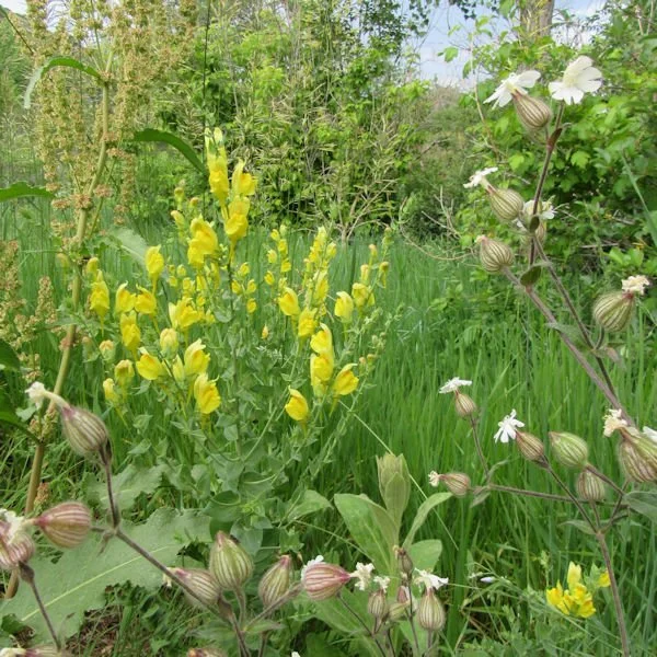 toadflaxwhitecampion600.jpg