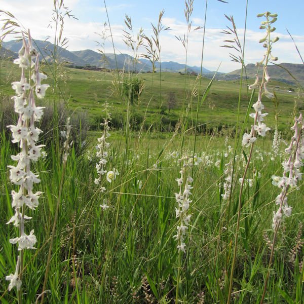 larkspur2600.jpg