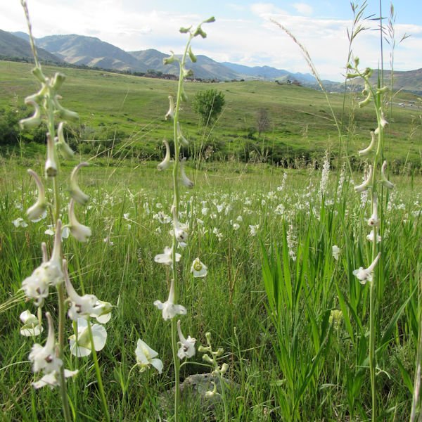 larkspur3600.jpg