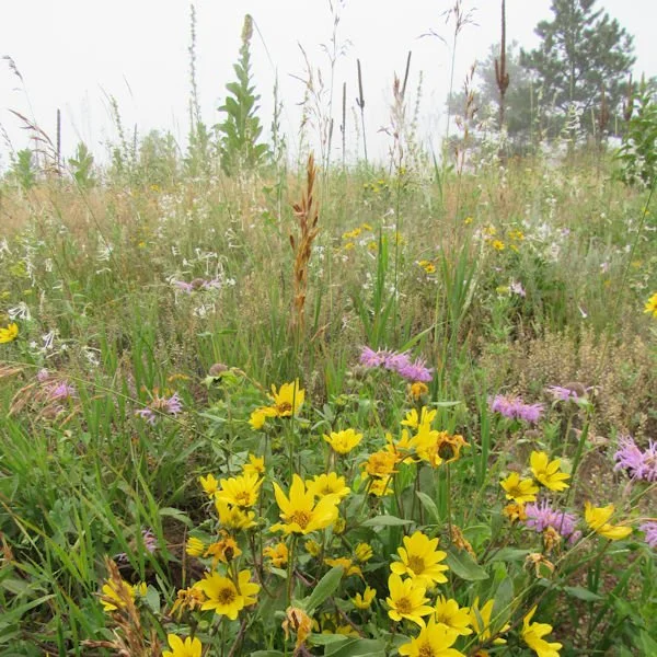 meadow600.jpg