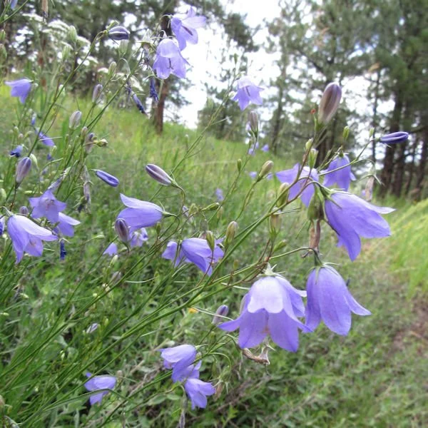 bellflower1600.jpg