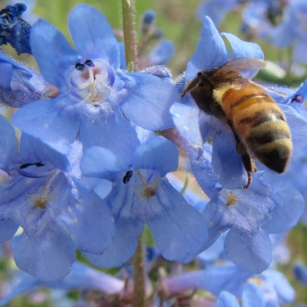 penstemon3600.jpg