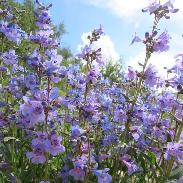 penstemon6600.jpg