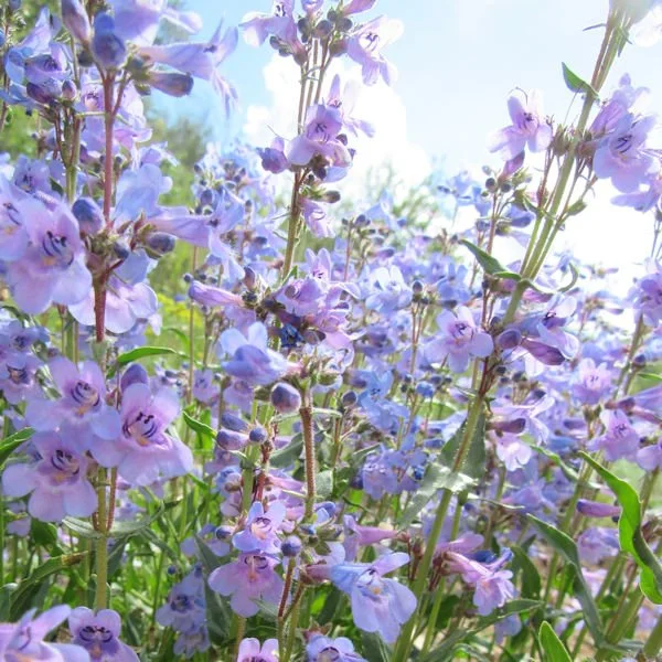 penstemon7600.jpg