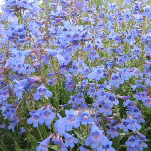 penstemon9600.jpg