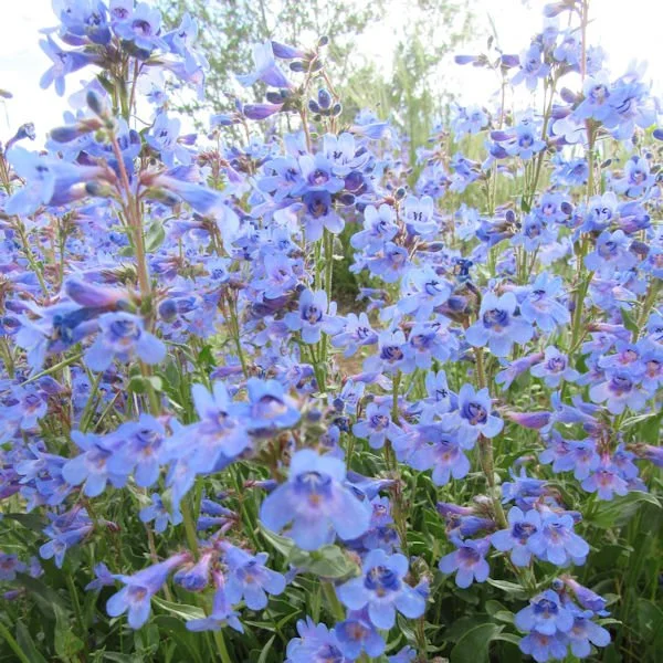 penstemon8600.jpg