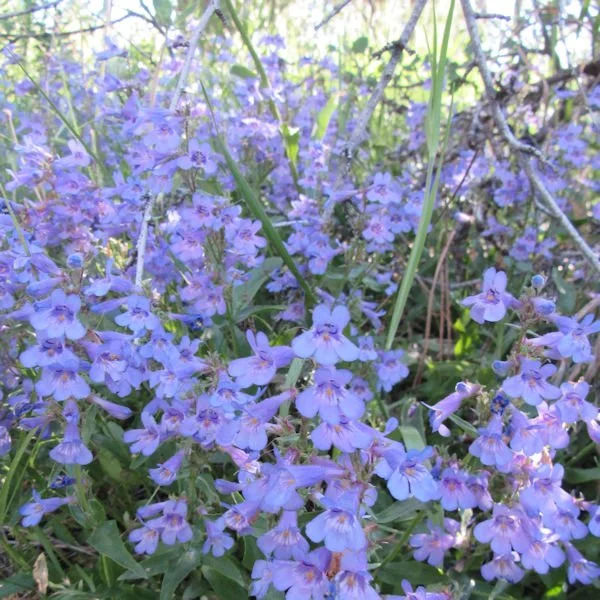 penstemon13600.jpg