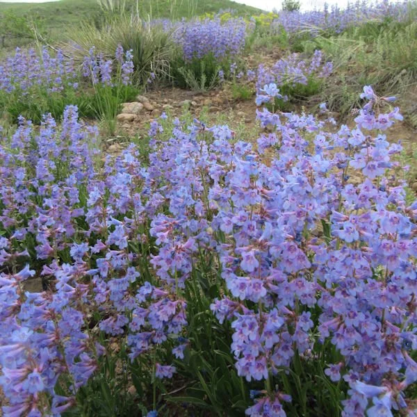 penstemon10600.jpg