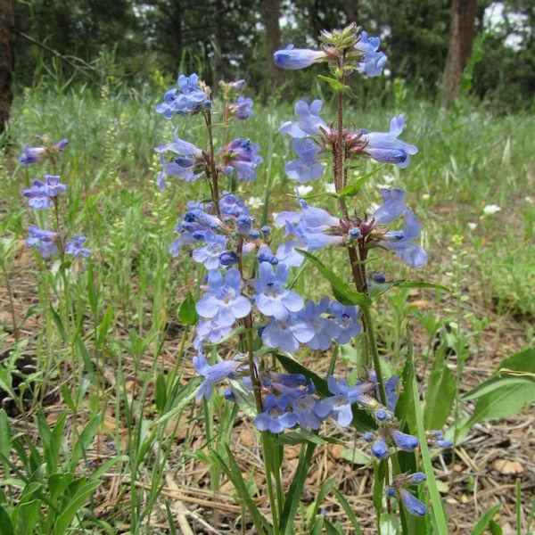 penstemon14600.jpg