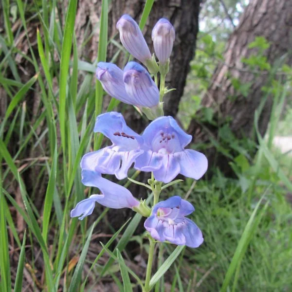 penstemon15600.jpg
